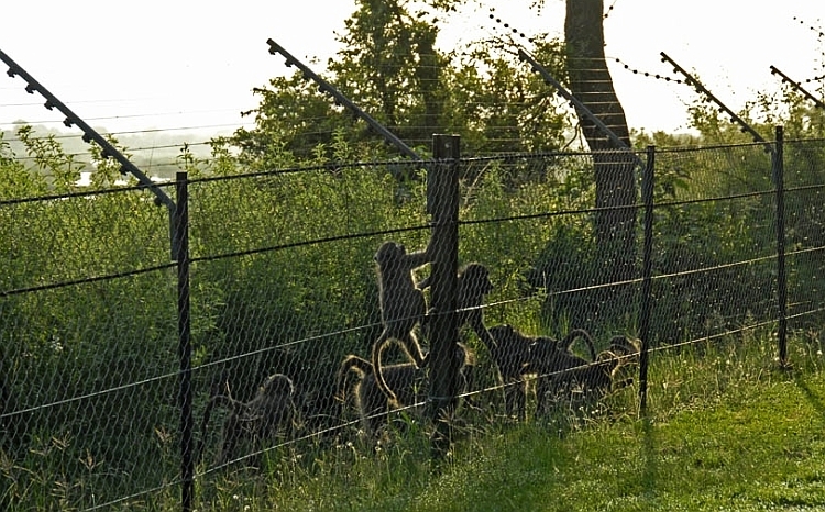 Electric fence for wild animals