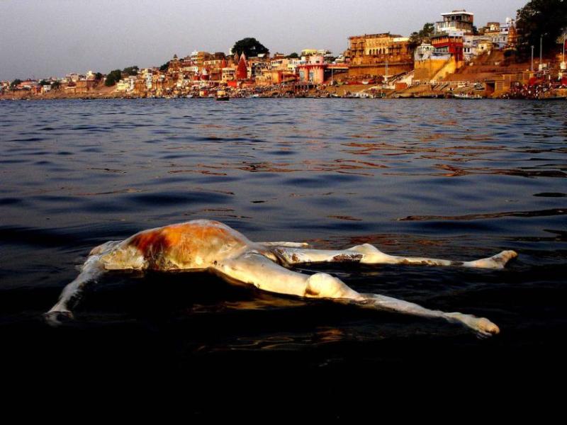 Image result for filthy ganges river