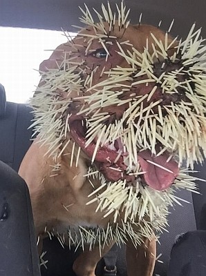 attacked by porcupine porcupine attack www pixshark images galleries with a bite attacked by porcupine porcupine attack www pixshark images galleries with a bite