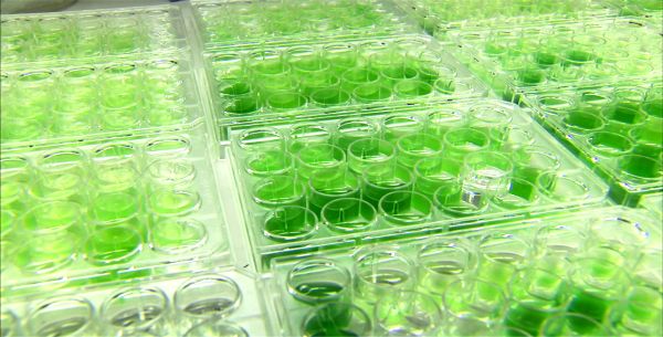 Algae biomass biofuel