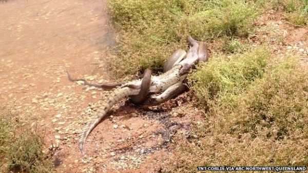 Australian  Snake eats crocodile after battle.jpg2
