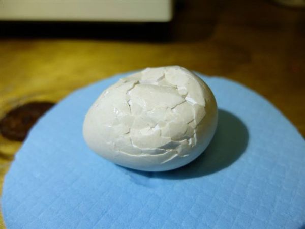 Crushed bird egg revived