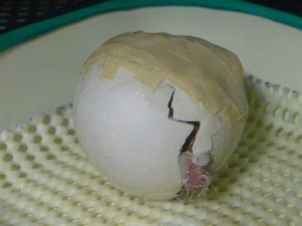 Crushed bird egg revived