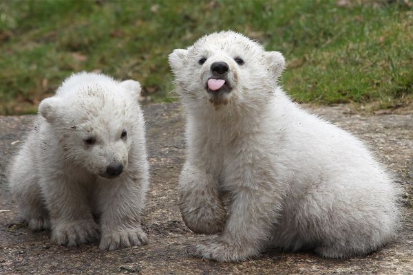 polar bear cups at Tierpark Hellabrunn in Munich 10