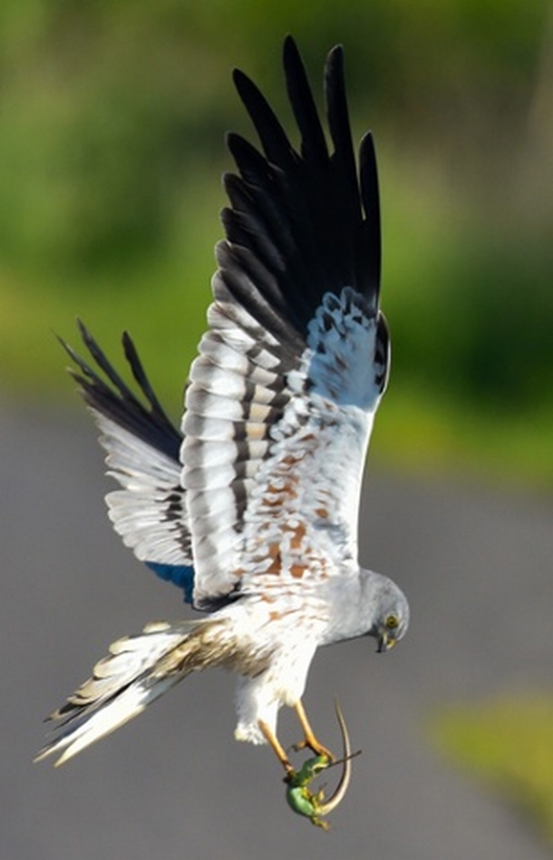 Montagu's Harrier with prey