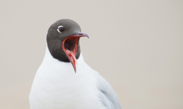 Black-headed gull makes funny 'faces', Titchwell nature reserve, King's Lynn, Norfolk, Britain - 04 Apr 2014