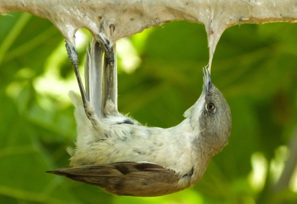 A lesser whitethroat (Sylvia curruca)