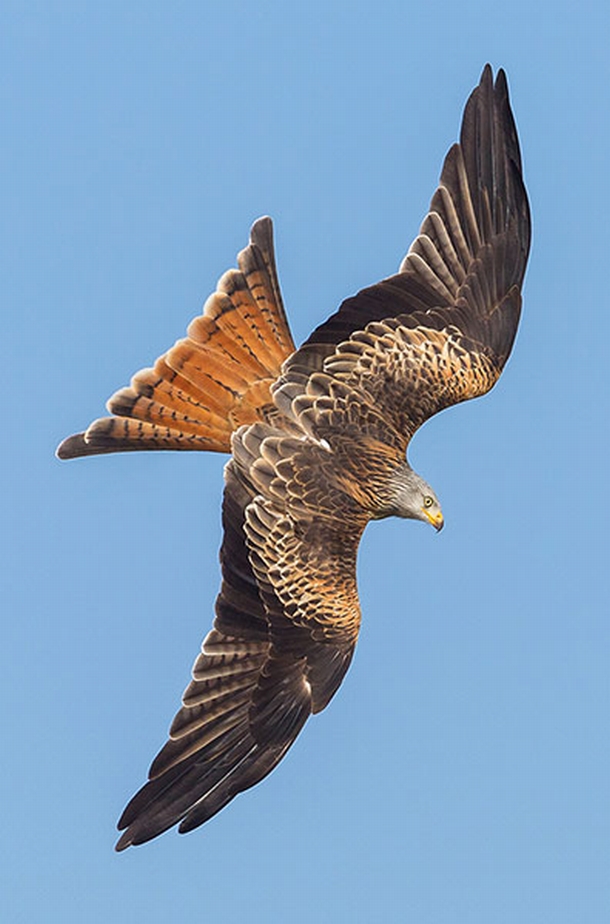 Red kites, Wales - 05 Mar 2013