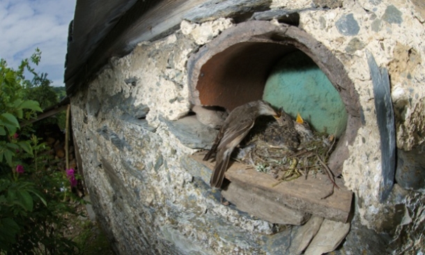 Spotted flycatcher feeding young at its nest built into the wall of a stone built stable, near Corwen, North Wales, June 2014