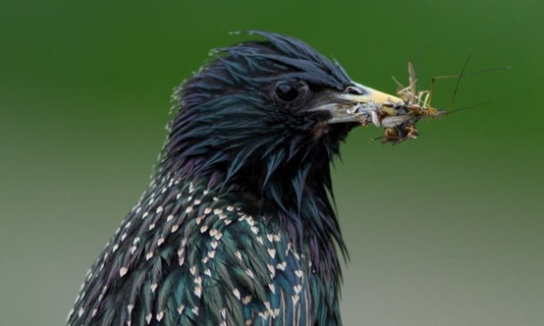 Starling decline in Netherlands