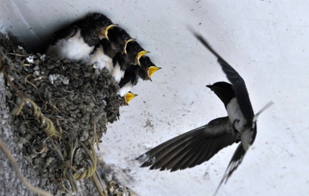 A swallow feeds its babies