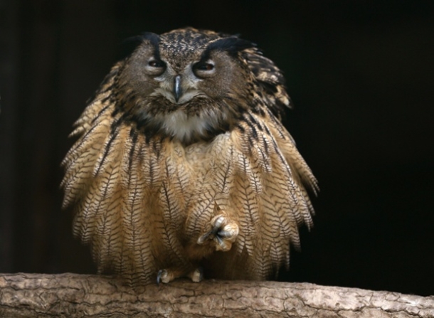 An eagle owl fluffs