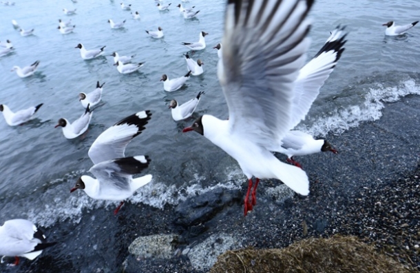 Brown-headed gulls