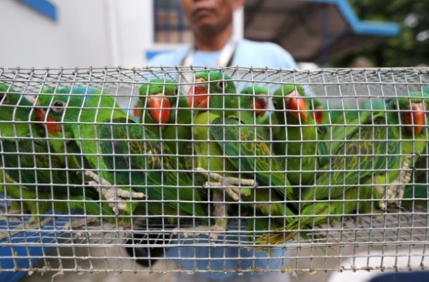 Seized 51 endangered animal species in Manila.