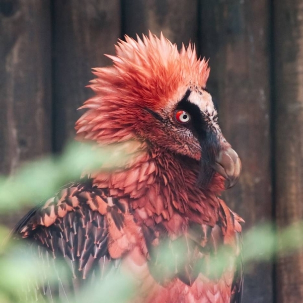 The Bearded Vulture