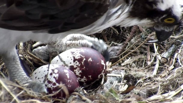 Lady the Osprey