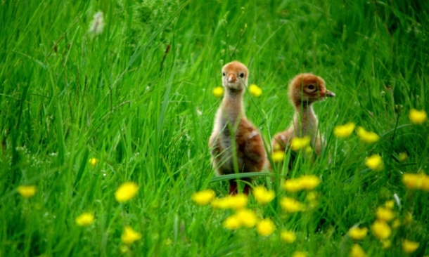 Two crane chick