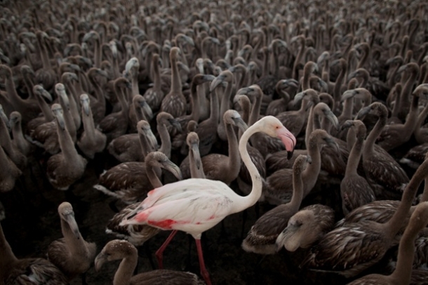 adult flamingo stands with chicks