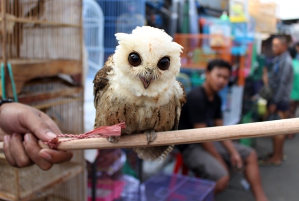 Bird market in Jakarta