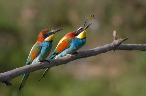 Twitchers flock to get glimpse of rare European Bee Eaters at National Trust Wydcombe, Isle Wight - 17 Aug 2014