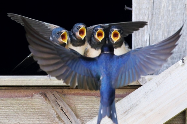 swallow 'choir'