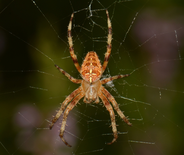 urban wildlife photography