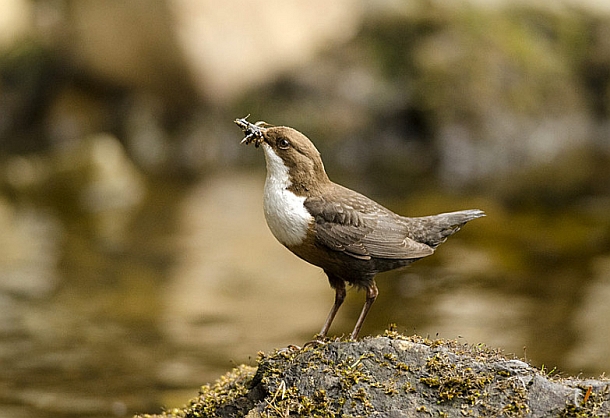 ‘British Wildlife Photography Awards 2014’  14