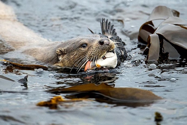 ‘British Wildlife Photography Awards 2014’ 2