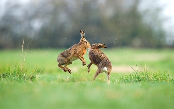 ‘British Wildlife Photography Awards 2014’ 5