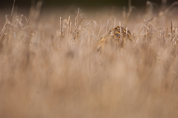 ‘British Wildlife Photography Awards 2014’ 7