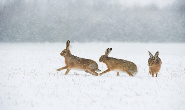 ‘British Wildlife Photography Awards 2014’ 8