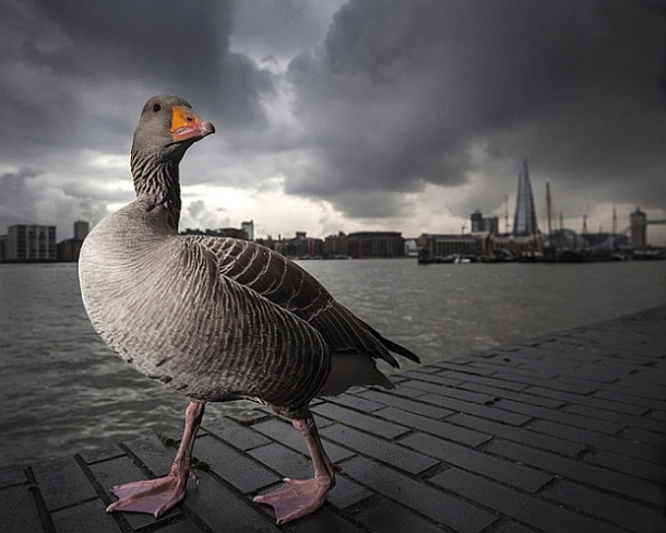 ‘British Wildlife Photography Awards 2014’ winner