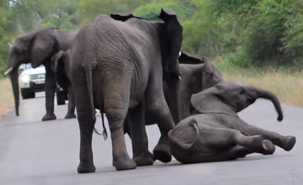 A cute moment when an elephant baby collapsed in middle of road : Video -  Planet Custodian