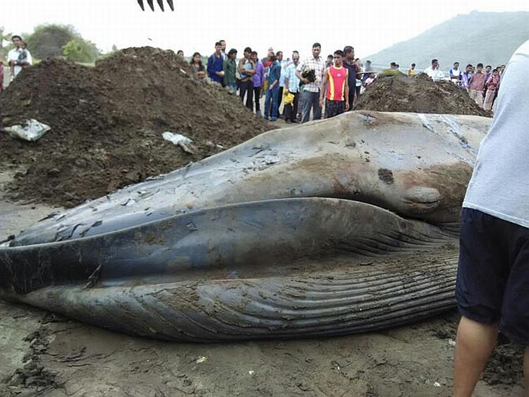 BLue whale in India