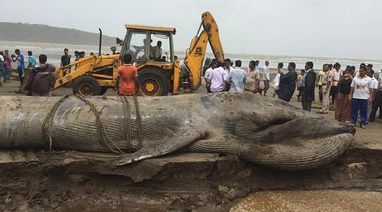 Blue whale washed ashor in india