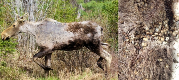 ghost moose ticks