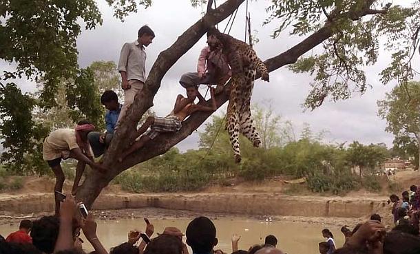 leopard-lynching