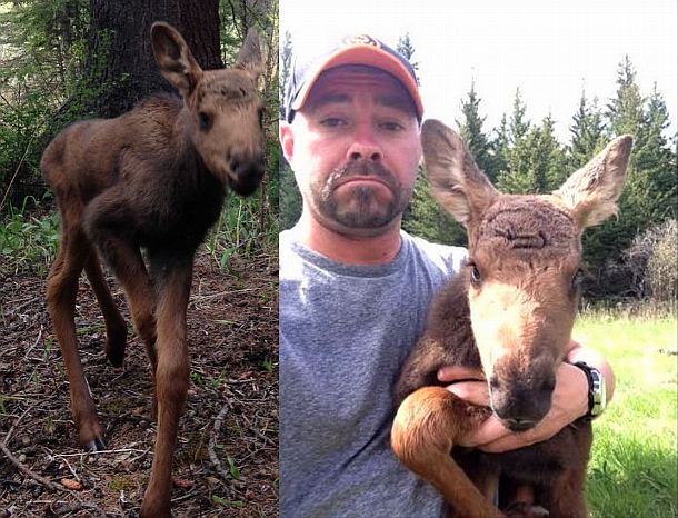 montana baby moose killed