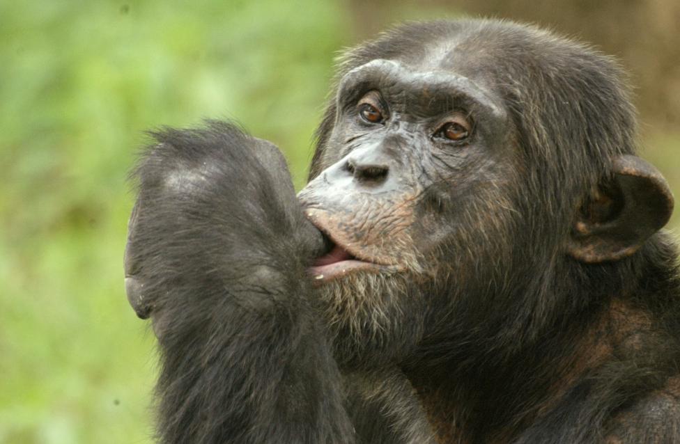 A chimpanzee rests in its enclosure at a zoological park in the northern Indian city of Lucknow