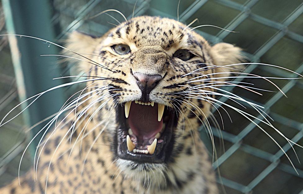 A leopard is seen inside its enclosure at a zoological park in Jammu