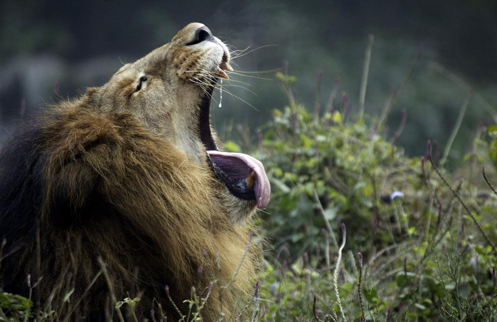 Lion yawns inside his enclosure at a zoo in Lucknow