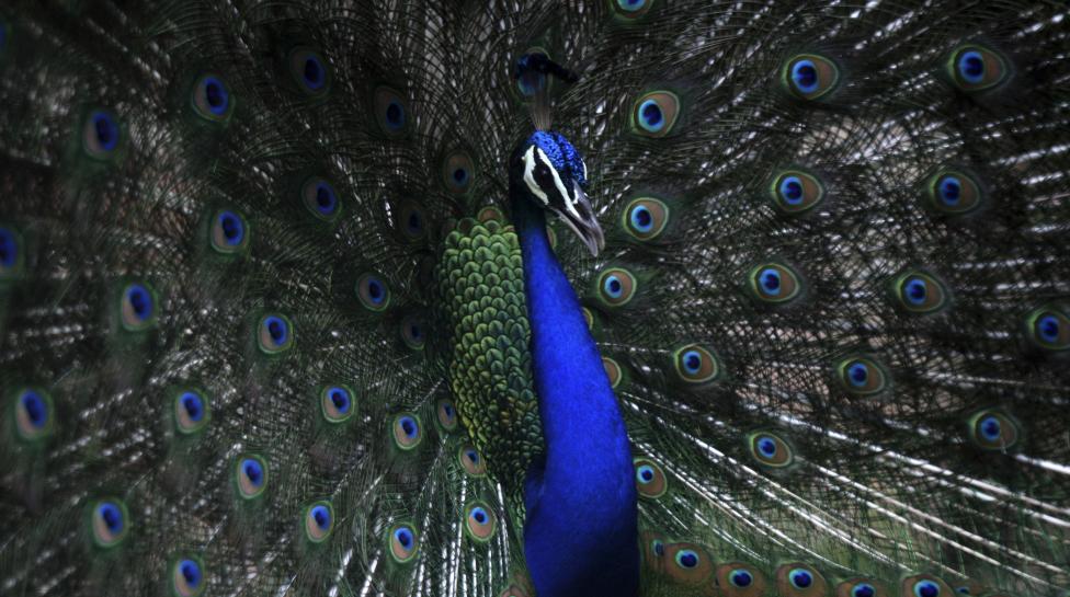 Peacock displays its plumage inside zoo in Kolkata