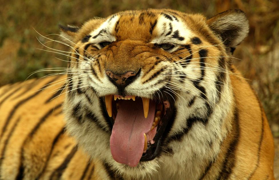 Royal Bengal tiger yawns in New Delhi zoo