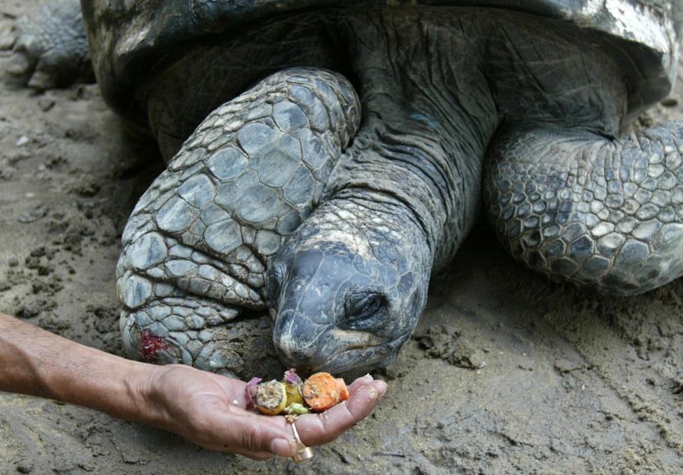 A tortoise, the oldest habitant at the Alipore Zoological Gardens, is fed by a zoo keeper in the eas..
