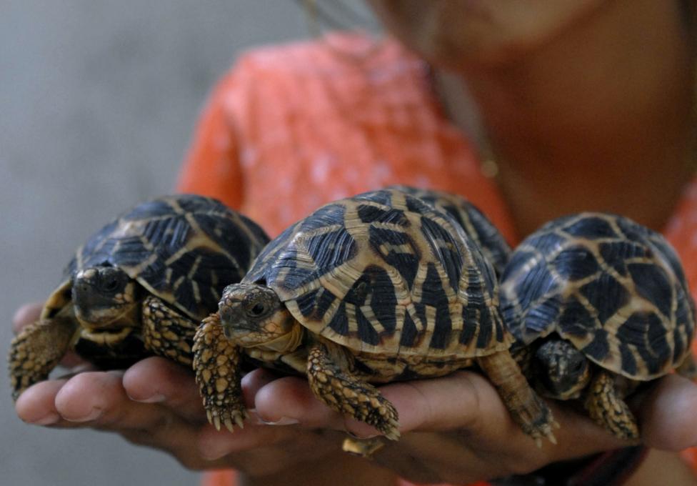 A zoo official holds star-patterned tortoises at a zoological park in Hyderabad