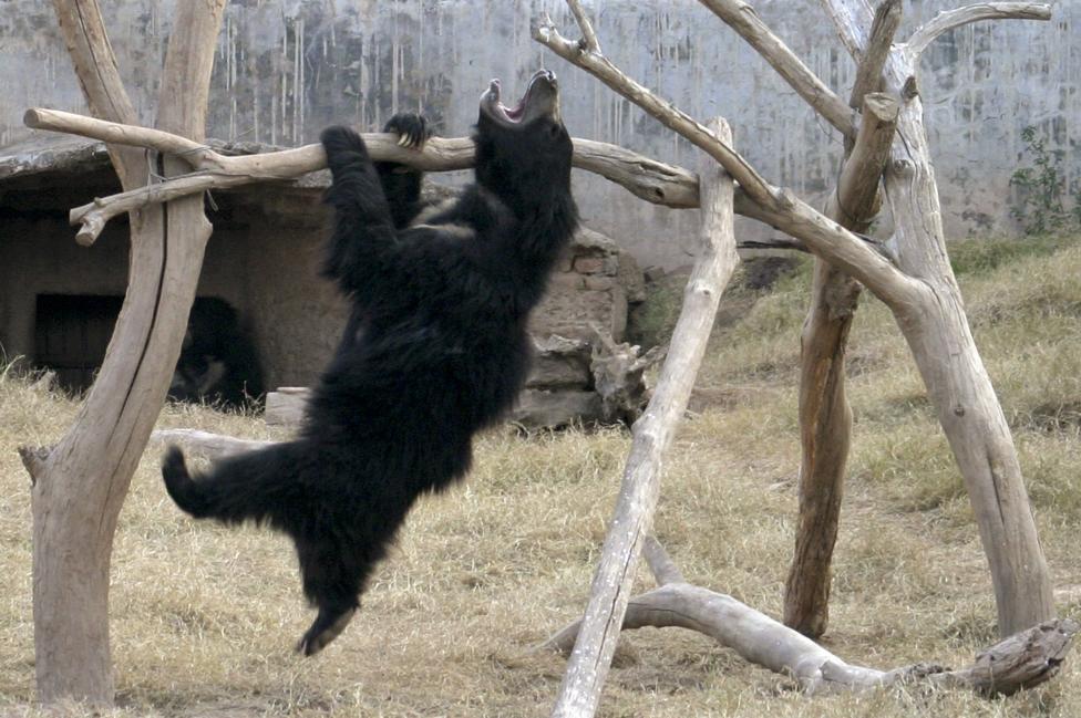 An Asiatic black bear plays inside its enclosure in a zoo on the outskirts of Chandigarh