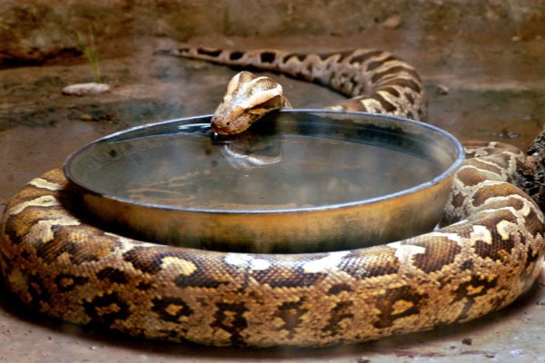 An Indian rock python drinks water inside its enclosure in a zoo during a hot day in the northern ...