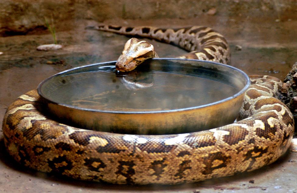 An Indian rock python drinks water inside its enclosure in a zoo during a hot day in the northern ...