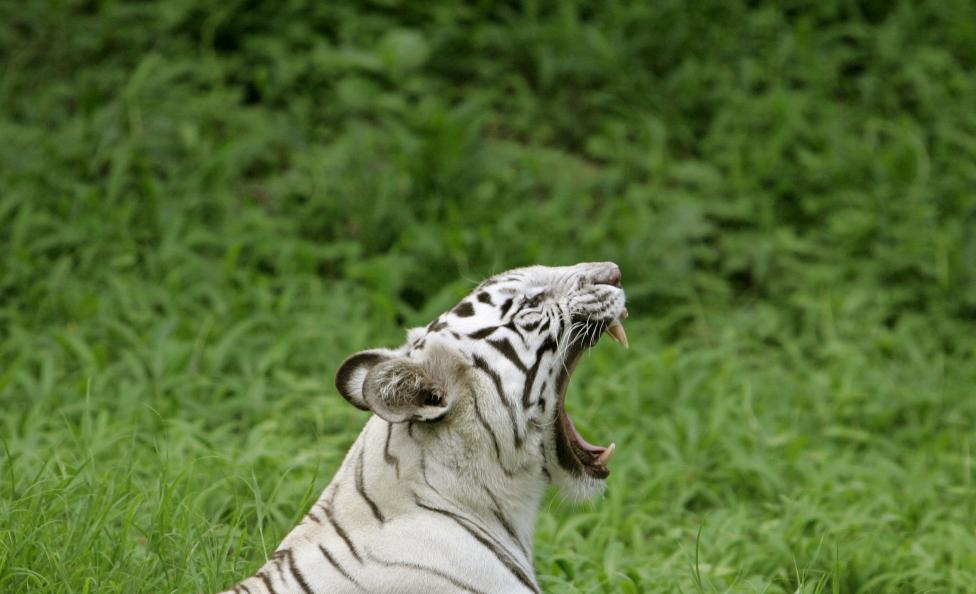 An Indian white tiger yawns inside its enclosure at a zoological park in Kolkata