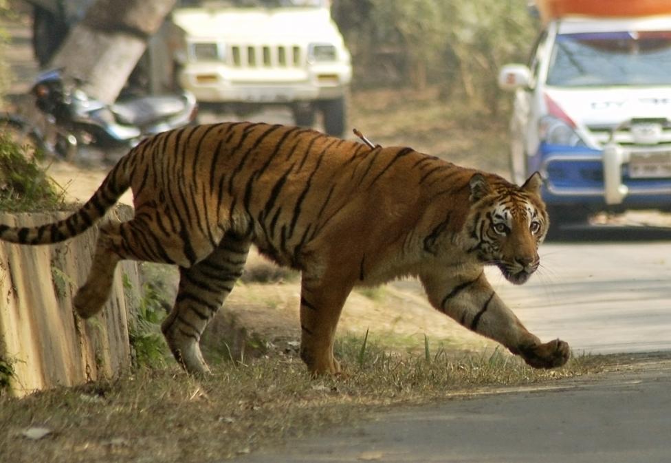 One of two adult tigers, with a tranquilizer dart on its body, walks inside Assam State Zoological cum Botanical Garden in Guwahati
